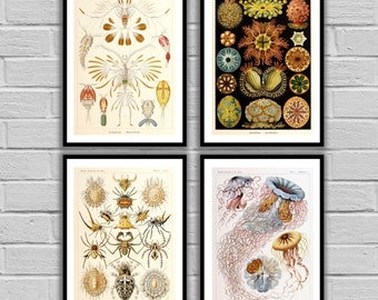Vintage Ernst Haeckel Print - Vintage Set of 4 - Print or Canvas - Ernst Haeckel Art - Nautical art - Sea Life Prints - Set of 4 -2,3,4,7