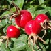 8 oz Rosehip Butter