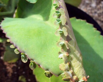 Live Succulent Kalanchoe Plant Babies, Mother Of Millions, Maternity Plant, Organically Grown Live Plants