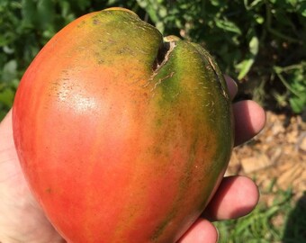 15 Australian Giant Ox Heart ... 15 heirloom Tomato seeds 1376