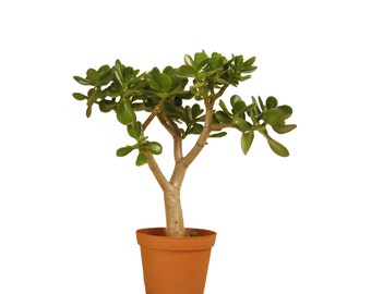 Jade Plant Succulent Crassula Ovata 16" to 18" Tall Rooted Succulent House Office Plant Gift Ready to Pot