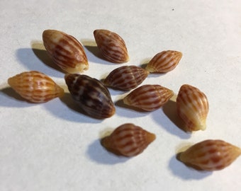 Miter Shells South Indo Pacific Caribbean Vintage Seba