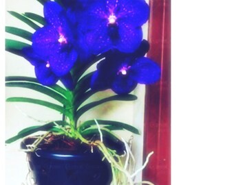 100 Phalaenopsis Orchid Bonsai seeds