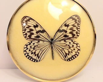 Vintage Taxidermy "Hestia Leucmoe Formosa"Butterfly Specimen Framed with Domed Glass
