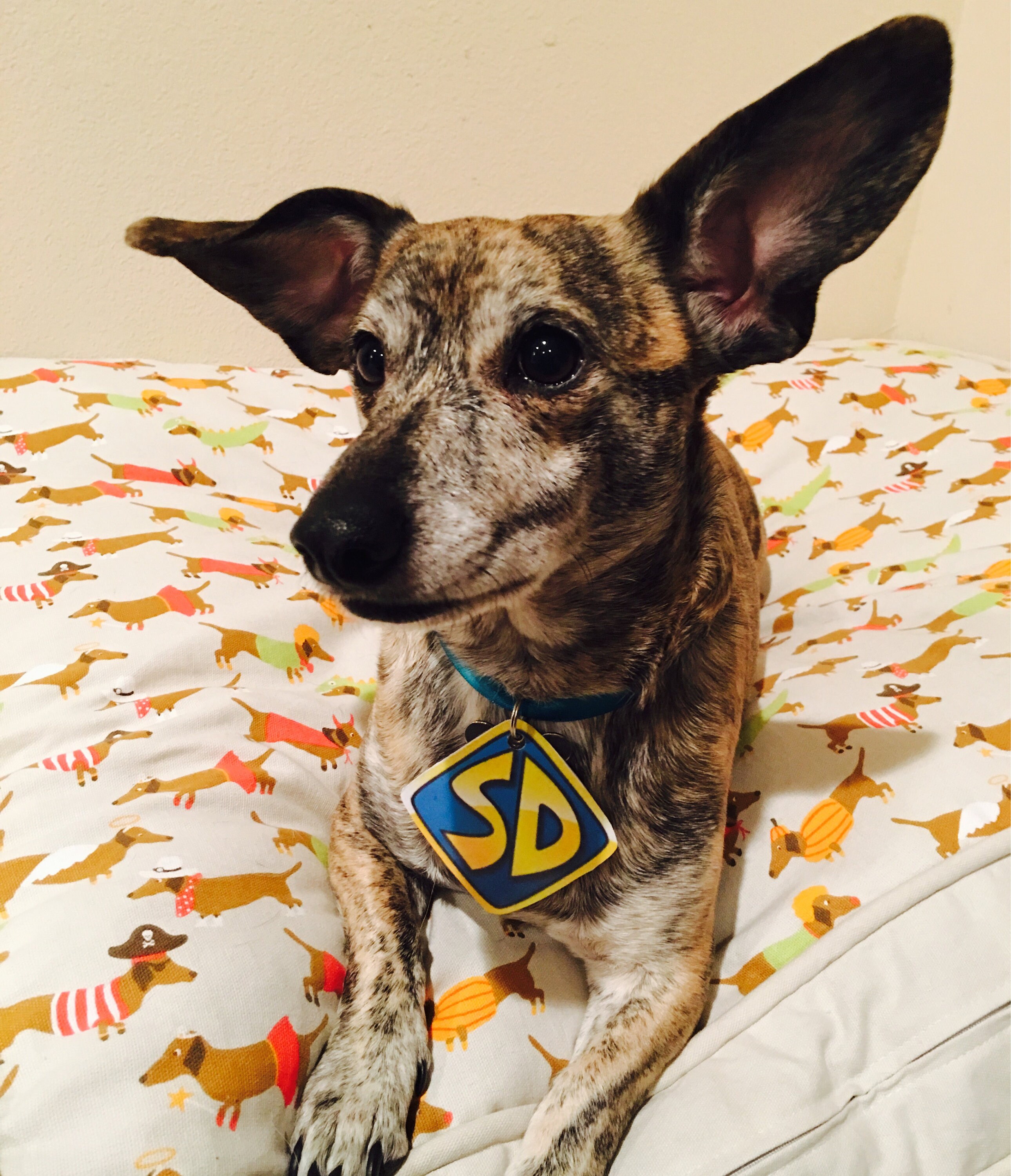 Modèle De Balise De Chien Scooby Doo Huilamtumbmasrfruggq