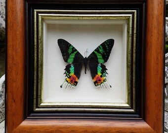 Gorgeous framed exotic Madagascan Sunset moth