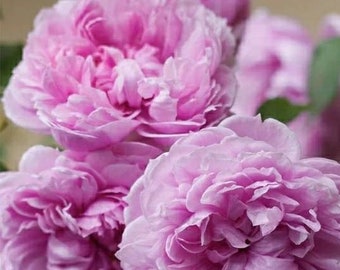 Free Shipping! Purple Peony Seedlings Flower Seeds, 5 Seeds, Fragrant Shrubbery Peony for Garden Purple Peony Spring Planting Gardens