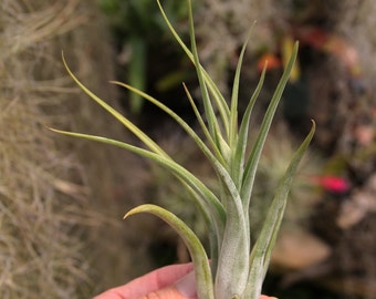Tillandsia paucifolia - Guatemalan Form