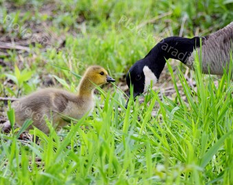 Canadian Goose and Gosling Photograph // Baby Bird Print // Canade Goose Picture // Bird Photograph