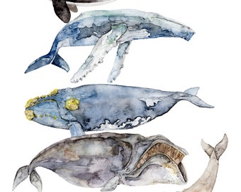Whale Species, Whale Painting, Watercolor Painting, Whale Art, Nautical Art, Beach Decor, Orca, Whale Nursery, Print titled, "Whale Species"