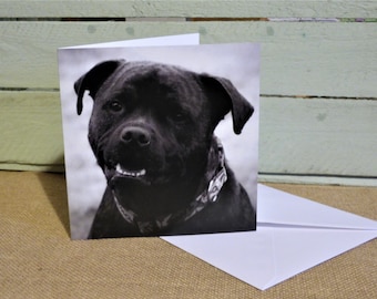 Staffordshire Bull Terrier