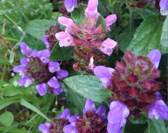 Medicinal Prunella Herb Seeds, Edible Prunella Herb, Prunella Flower Seeds, Medicinal Herbs, Organic Herb Seeds FREE SHIPPING in U.S.