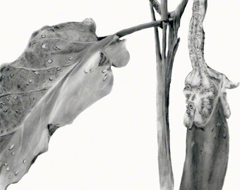 Heirloom Eggplant on vine, carbon dust drawing on film, Purple Long, Vegetable digital download