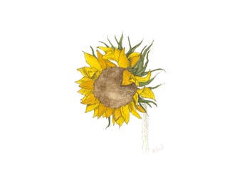 Sunflower in Bloom with leaves