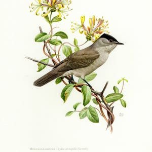 Vintage lithograph of the Eurasian blackcap from 1957