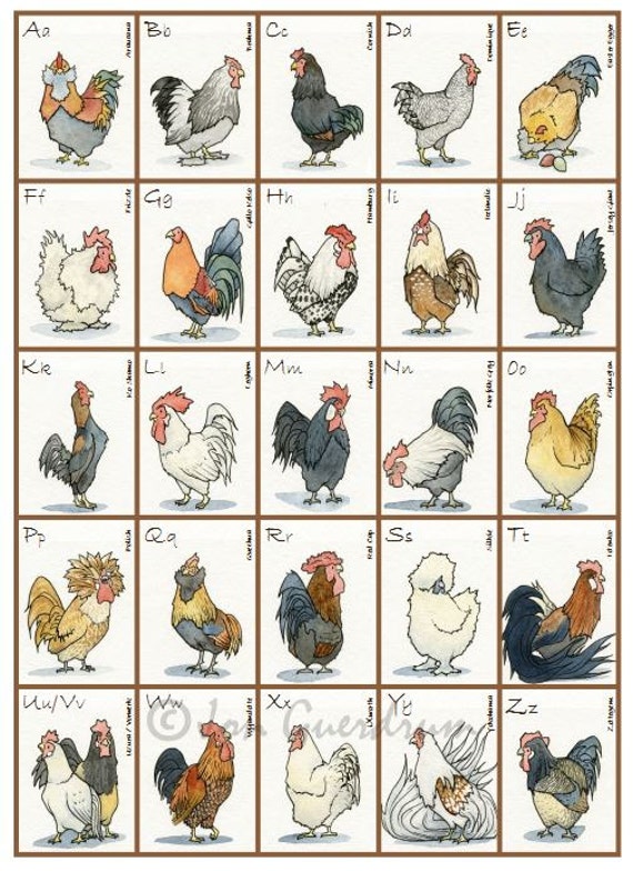 Chicken Breed Alphabet Roosters 12 x 16