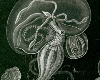 Marine Science, Animals Science, Marine Animals, Science Poster, Marine Poster, Science Animals, Poster Science, Animals Poster, Haeckel Art