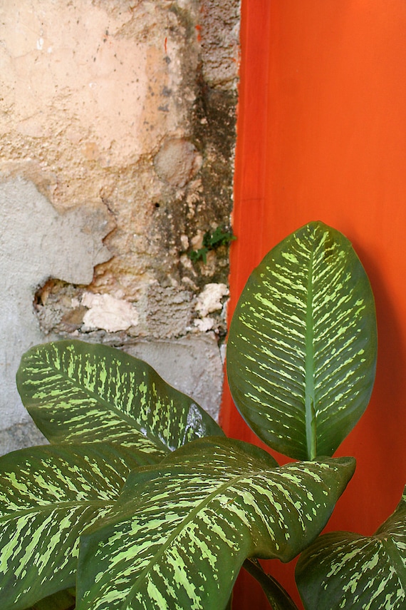 Mexican Patio Garden - (5" x 7" photographic greeting card - blank inside/with envelope)