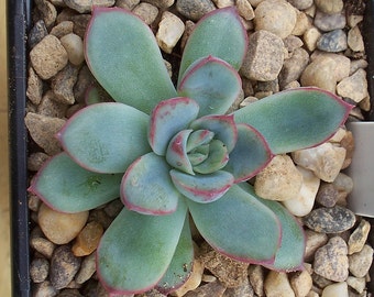 Echeveria Ileen- echeveria succulent plant