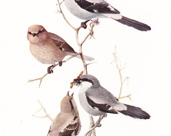 1917 Bird Print - Plate 90 - Northern Shrike - Vintage Antique Art Illustration by Louis Agassiz Fuertes 100 Years Old