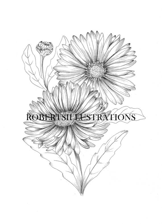 Birth Flower September Aster Colouring Page instant
