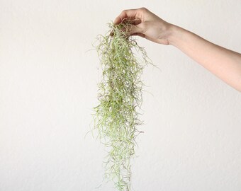 Trailing 12"+ Spanish Moss Air Plant Tillandsia Usneoides Wholesale Air Plant Wholesale Spanish Moss Cheap Air Plant Succulent Wedding Decor