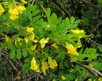 Siberian Pea Shrub, Caragana arborescens, 10 seeds