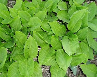 Fortunei x 5, Wholesale Offer, Hostas, Live Plants