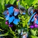 Blue Shrimp Pride Of Gibraltar Flower Seeds / Cerinthe / Perennial 25+