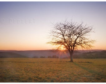 Color photo print: the Walnut