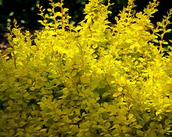 Barberry Aurea Nana 5 Gallon