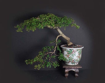 Black Olive Bonsai tree, Fruiting Collection by LiveBonsaiTree