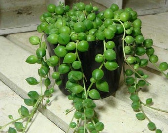 Round Pearl Chlorophytum Seeds - Formaldehyde - Senecio rowleyanus - String Of Pearls Plant 100PCS