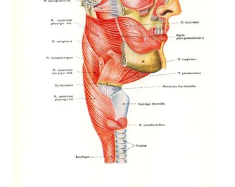 Skeleton Poster Human Body Anatomy Skeletal Wall Chart