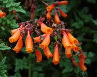 15 World' Fastest Growing Vine Seeds-1228