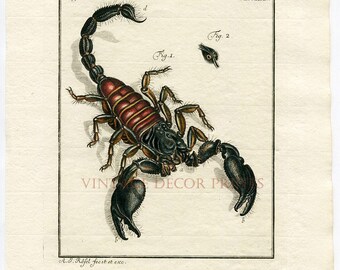 Scorpion Insect Print. Hand Painted Watercolored Antique Print. Insect Scorpion Print. Natural History Gift. Black Scorpion Nature Print