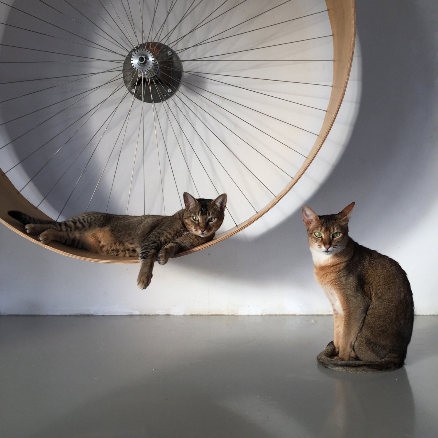 diy cat wheel bicycle