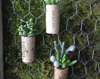Live Succulent Cork Magnets