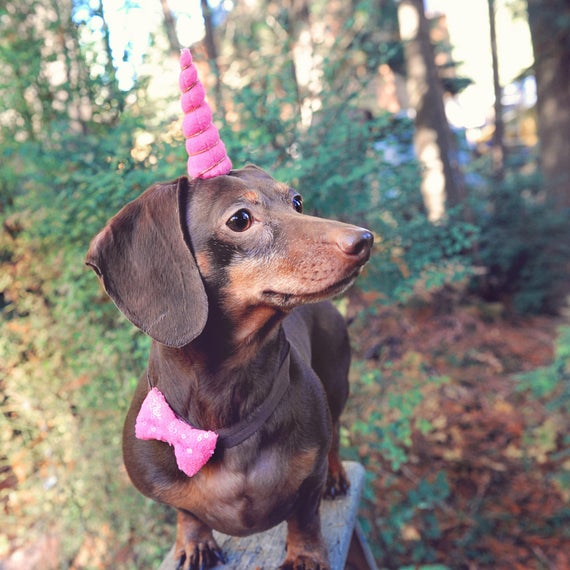 Unicorn Headband for Dog || Pet Unicorn Costume || Dog Unicorn || Unicorn Dog