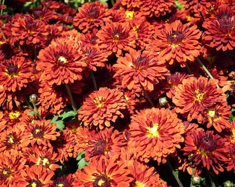 PBCHR) ORANGE RUST Chrysanthemum~Seed!!~~~~~~~Lovely Semi-Double!!