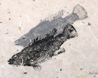 ORIGINAL Salt Water real Cunner GYOTAKU Beach House fishing Art ( Fish Rubbing ) on hand made Paper