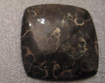 Turritella Agate Fossil Cabochon 1pc