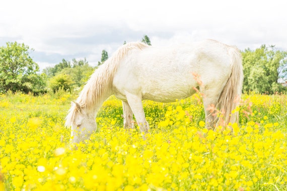 AMONGST THE BUTTERCUPS 2. Horse Print, New Forest Pony, Dorset Print, Limited Edition Print