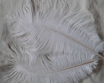 set of 2 white ostrich feathers