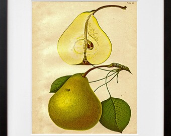 Botanical Art Pear Kitchen Decor