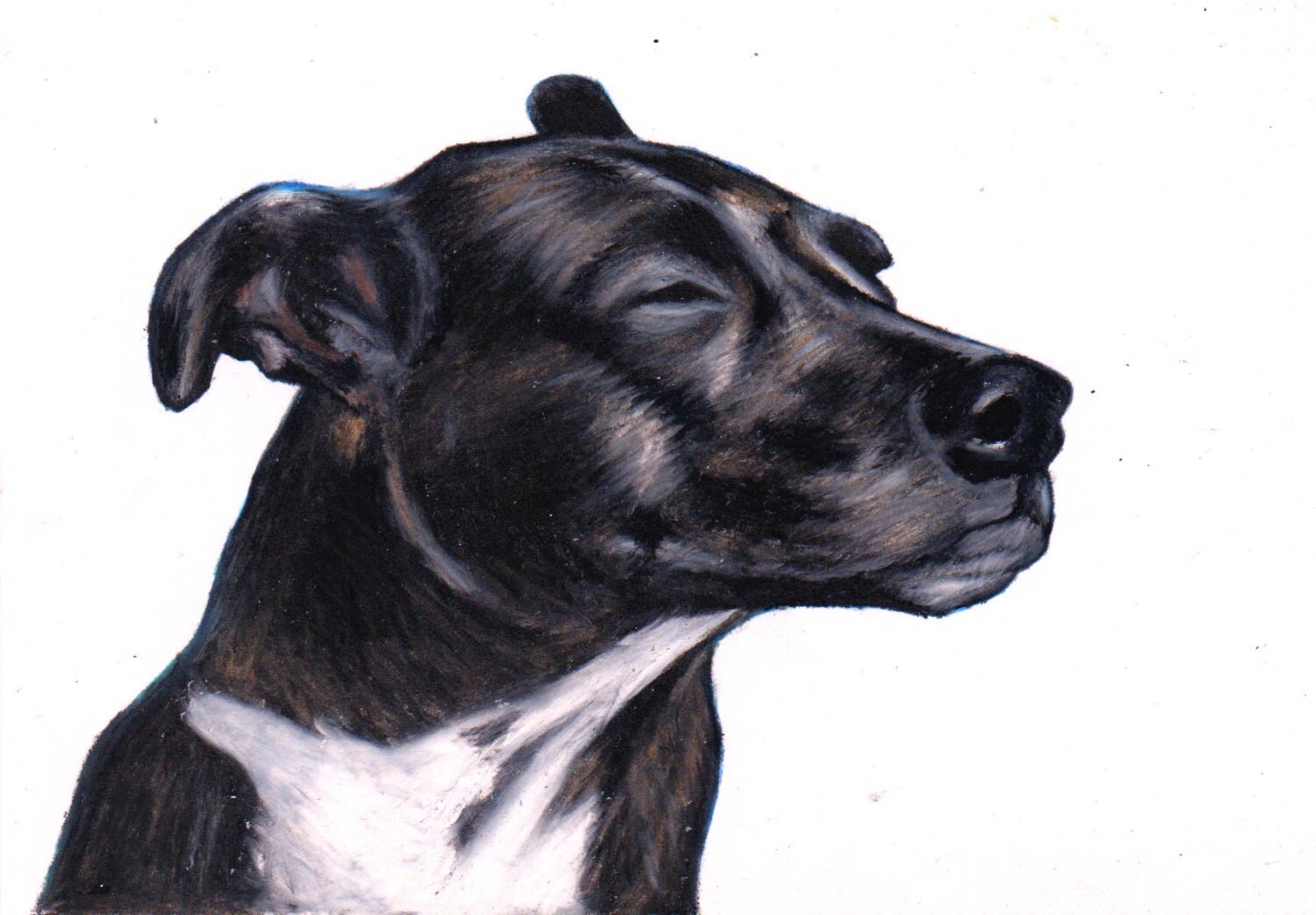 Staffordshire Bull Terrier drawing pet portraits custom