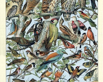 Vintage Bird Print French Bird Poster Ornithology Print Gifts for Bird Lovers Wall Art Home Decor Birders #vi1047