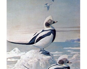 Bird, vintage print, Oldsquaws by Louis Agassiz Fuertes