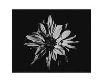 Daisy Fine Art