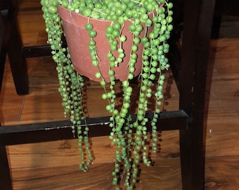 String of Pearls Succulent-Senecio - 4 inch pot